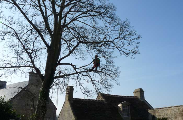 Sécurisation d'une propriété par l'abattage d'un arbre menaçant dans le 94