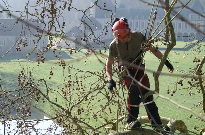 Équipe d'abattage d'arbres professionnels intervenant en Val-de-Marne